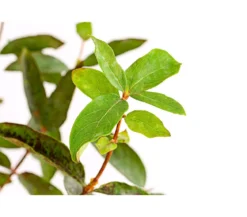 Honigbeere 'Polina'