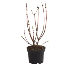 Honigbeere 'Polina'