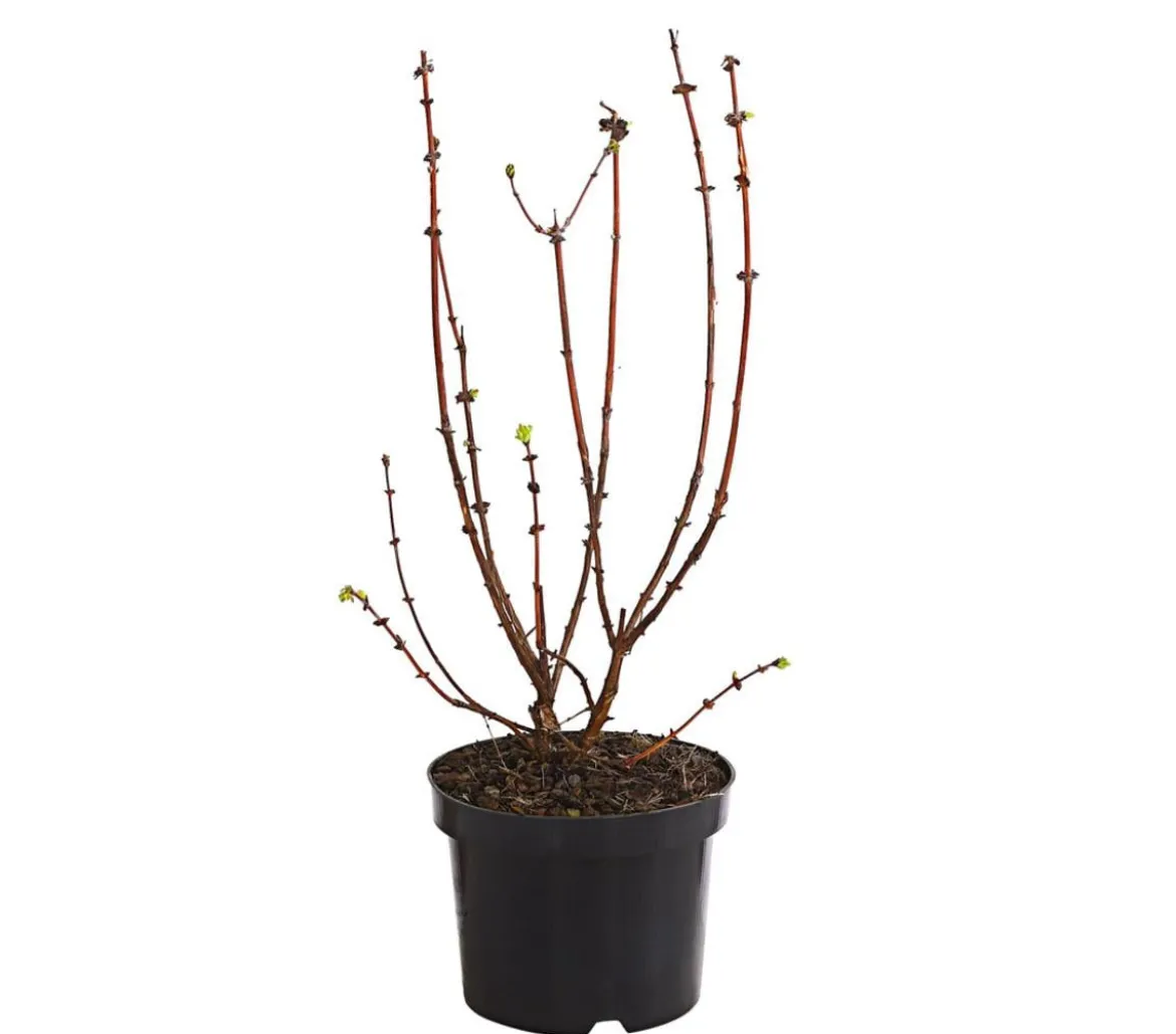 Honigbeere 'Polina'