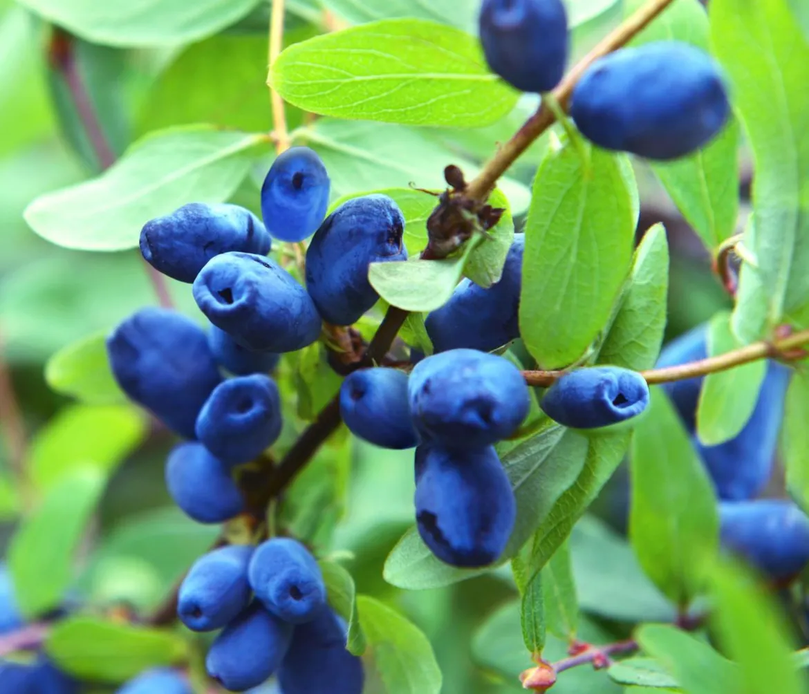 Honigbeere 'Polina'