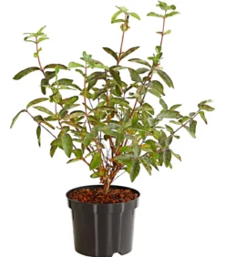 Honigbeere 'Polina'