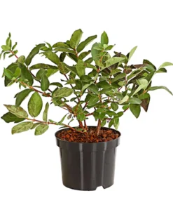 Honigbeere 'Russlana'