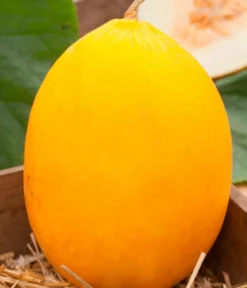 Honigmelone