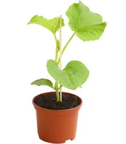 Honigmelone