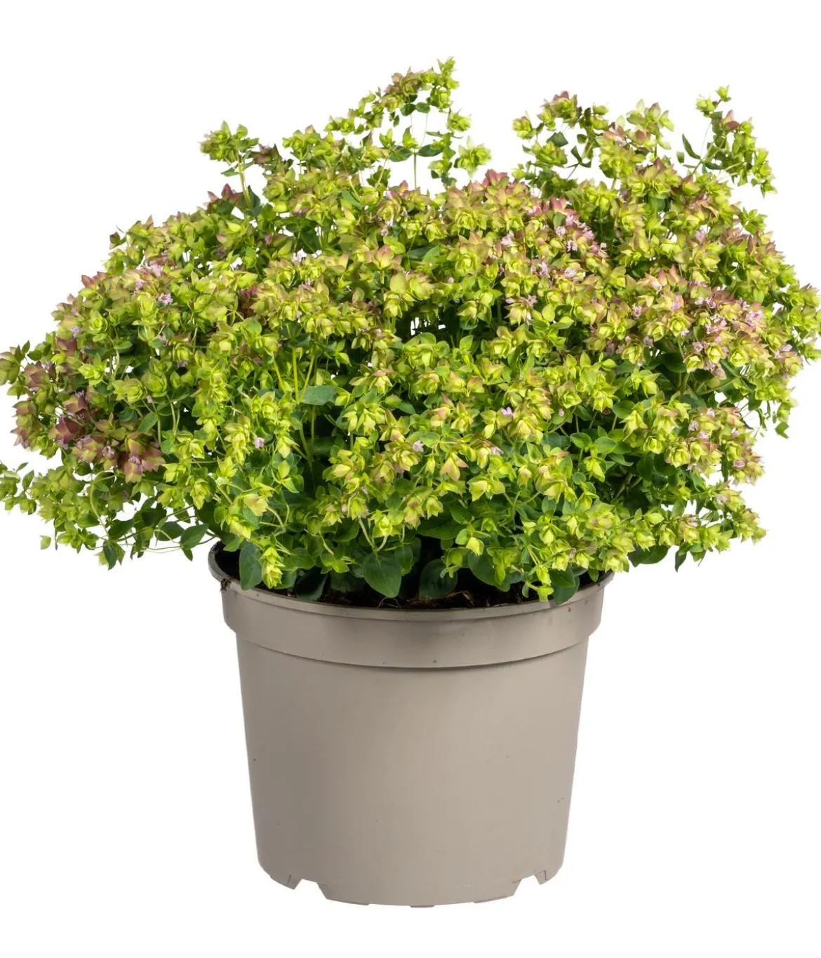 Hopfen-Dost 'Dingle Fairy'