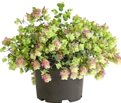 Hopfen-Dost 'Kent Beauty'