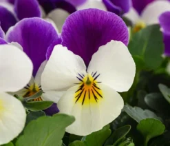Hornveilchen in Schale, verschiedene Farben