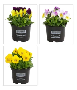 Hornveilchen, verschiedene Farben