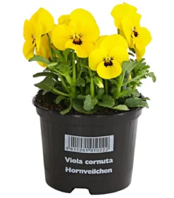 Hornveilchen, verschiedene Farben