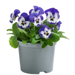 Hornveilchen, verschiedene Sorten