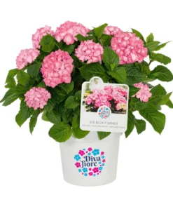 Hortensie 'Diva fiore®'