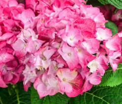 Hortensie 'Diva fiore®'