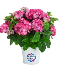 Hortensie 'Diva fiore®'
