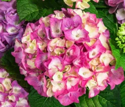 Hortensie 'Diva fiore®'