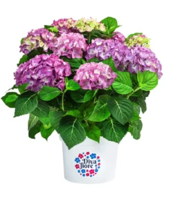 Hortensie 'Diva fiore®'