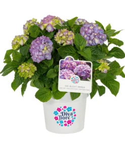 Hortensie 'Diva fiore®'