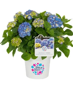 Hortensie 'Diva fiore®'