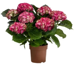 Hortensie - Hydrangea macrophylla 'Baladia Hot Pink'