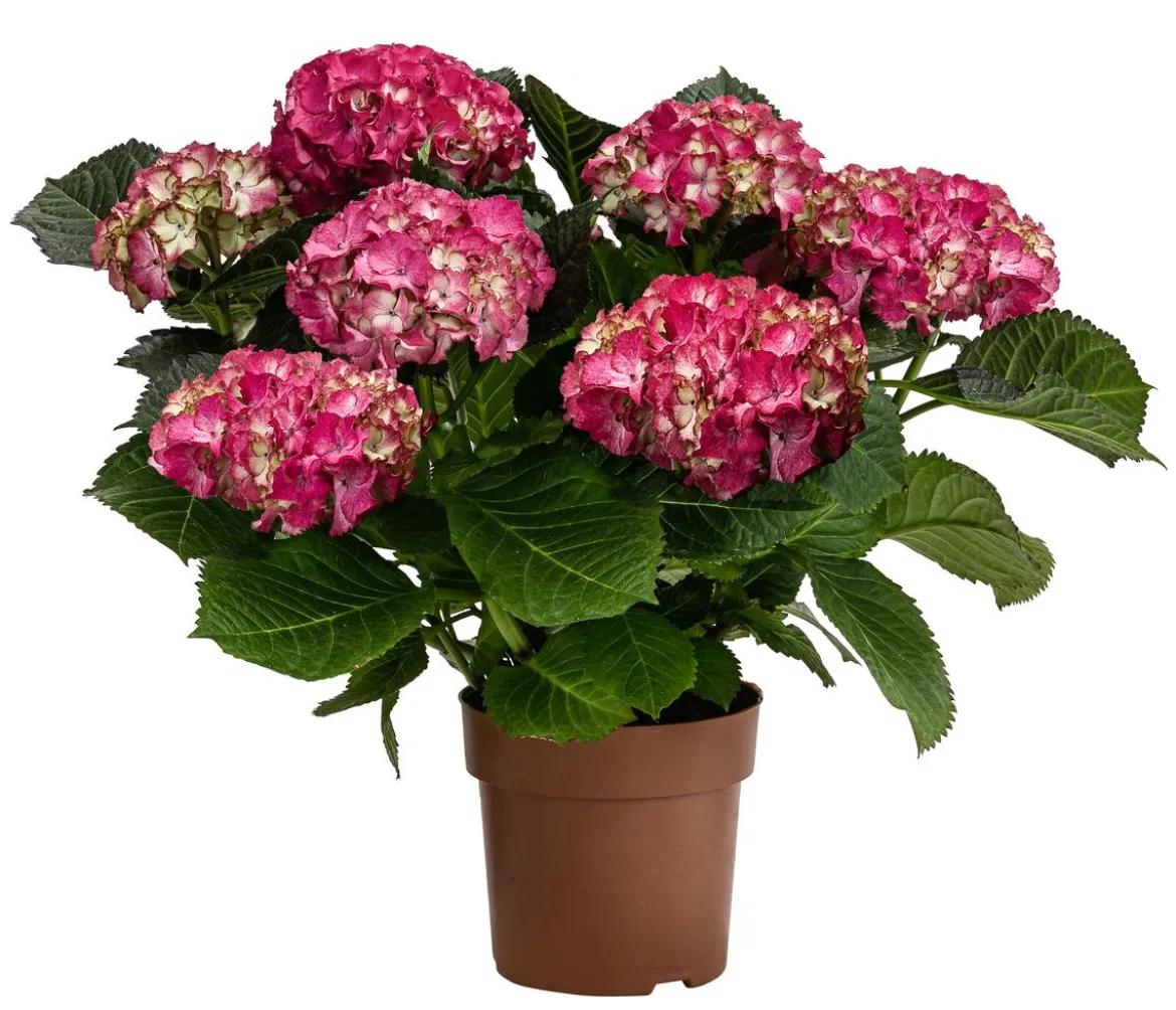 Hortensie - Hydrangea macrophylla 'Baladia Hot Pink'