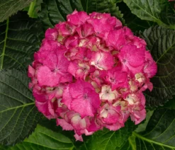 Hortensie - Hydrangea macrophylla 'Baladia Hot Pink'