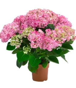 Hortensie - Hydrangea macrophylla 'Campino Pink'