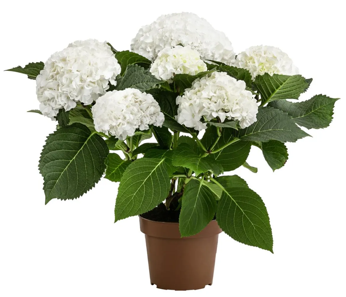 Hortensie - Hydrangea macrophylla 'Ice Boy'
