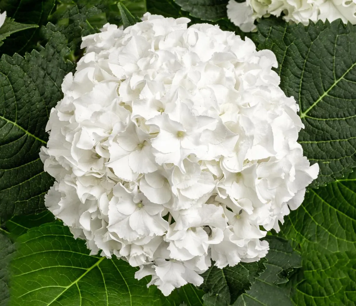 Hortensie - Hydrangea macrophylla 'Ice Boy'