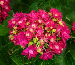 Hortensie - Hydrangea macrophylla 'Francy Lila'
