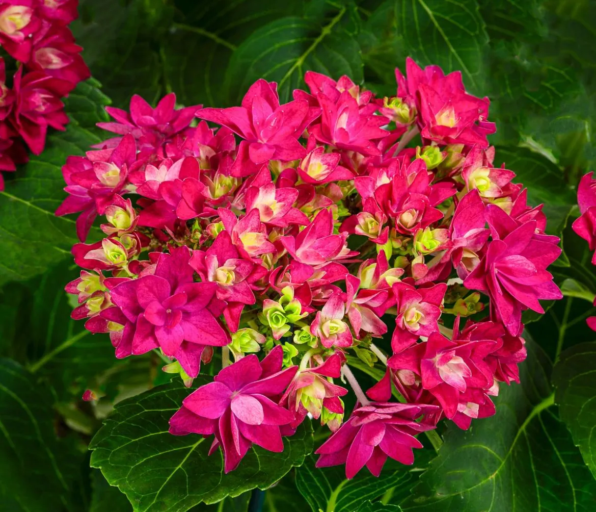 Hortensie - Hydrangea macrophylla 'Francy Lila'