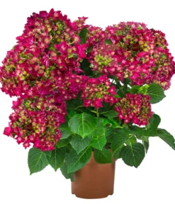 Hortensie - Hydrangea macrophylla 'Francy Lila'