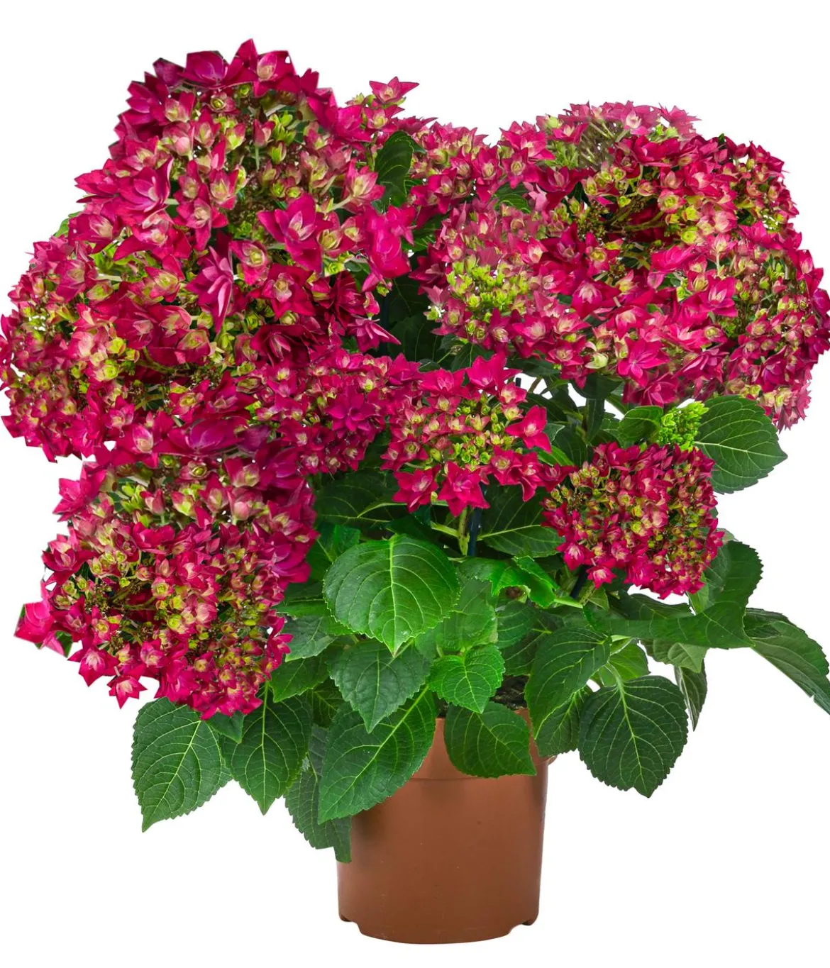 Hortensie - Hydrangea macrophylla 'Francy Lila'