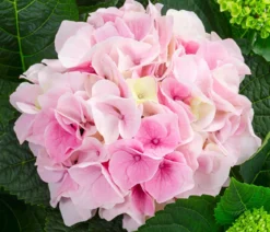 Hortensie - Hydrangea macrophylla 'Diamond'