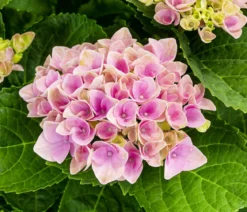 Hortensie - Hydrangea macrophylla 'Magical', verschiedene Farben, Schale