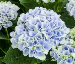 Hortensie - Hydrangea macrophylla 'Magical', verschiedene Farben, Schale