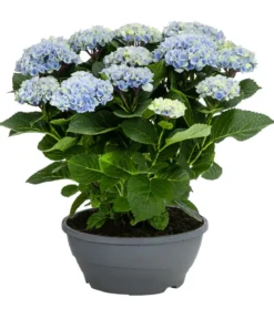 Hortensie - Hydrangea macrophylla 'Magical', verschiedene Farben, Schale