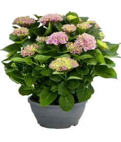 Hortensie - Hydrangea macrophylla 'Magical', verschiedene Farben, Schale