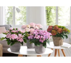 Hortensie - Hydrangea macrophylla 'Tiffany'