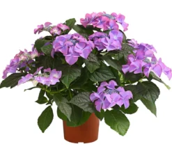 Hortensie - Hydrangea macrophylla 'Tiffany'