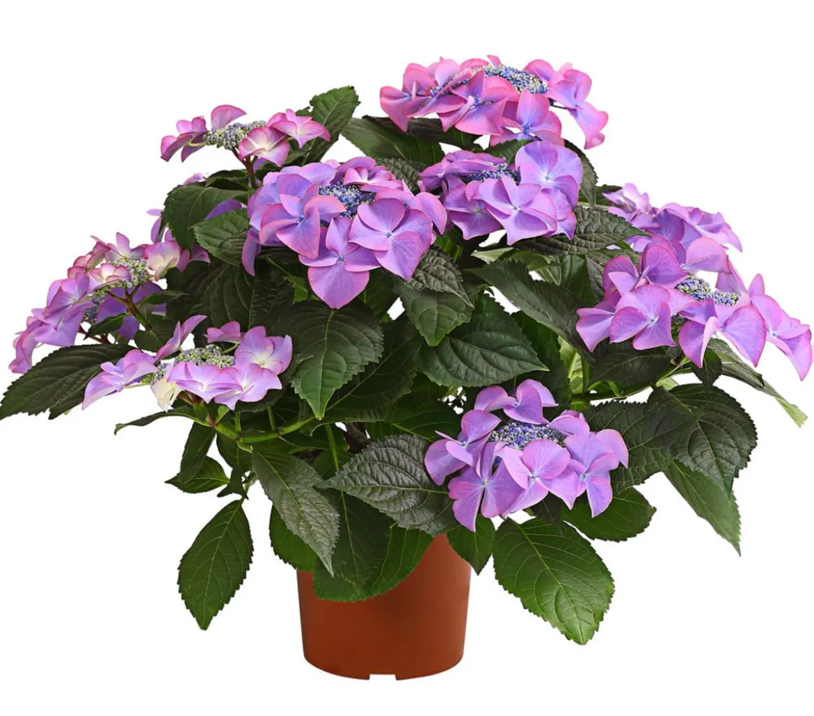 Hortensie - Hydrangea macrophylla 'Tiffany'