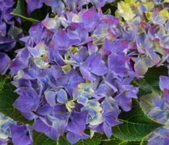 Hortensie - Hydrangea macrophylla 'Hi Ocean Blue'