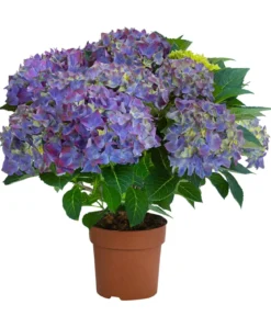 Hortensie - Hydrangea macrophylla 'Hi Ocean Blue'