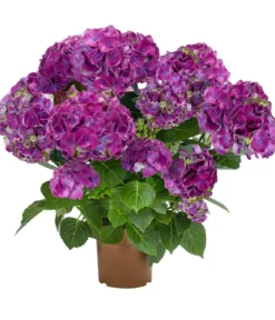 Hortensie - Hydrangea macrophylla 'Ningbo'