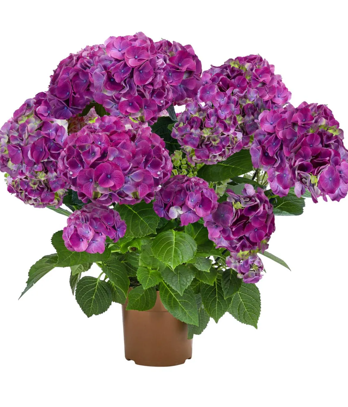 Hortensie - Hydrangea macrophylla 'Ningbo'