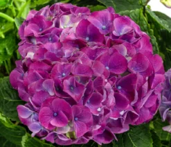 Hortensie - Hydrangea macrophylla 'Ningbo'