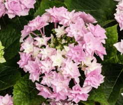 Hortensie - Hydrangea macrophylla 'Floria'