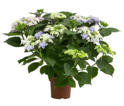 Hortensie - Hydrangea macrophylla 'Floria'