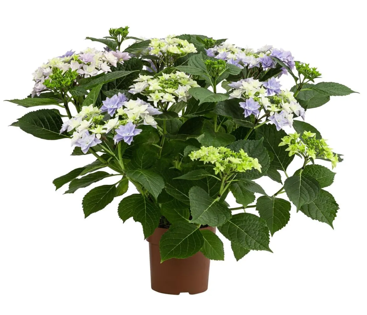 Hortensie - Hydrangea macrophylla 'Floria'