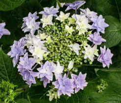 Hortensie - Hydrangea macrophylla 'Floria'