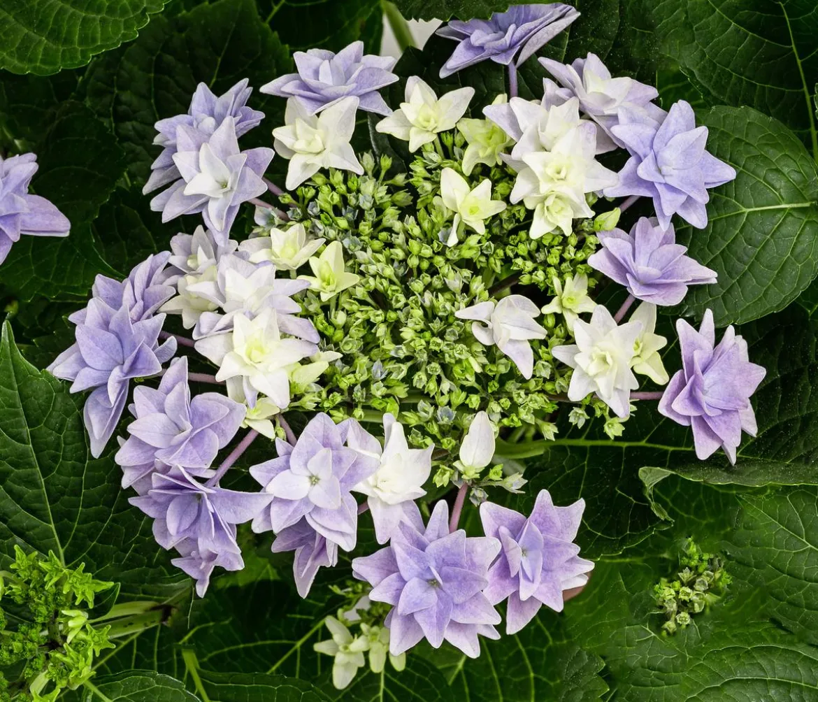 Hortensie - Hydrangea macrophylla 'Floria'