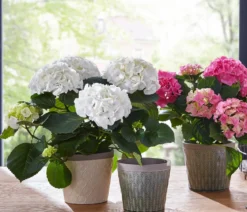 Hortensie - Hydrangea macrophylla